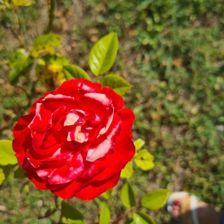 Dolce Alba Bed & Breakfast Montecastrilli ภายนอก รูปภาพ